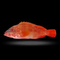 紅瓜子班