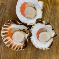 帶子 (扇貝)