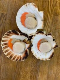 帶子 (扇貝)