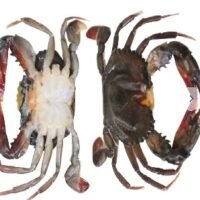 軟殼蟹 - 1kg/12-14pcs