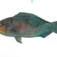 Parrot Fish (Green) 青衣/鸚哥魚 (以公斤計)
