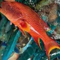 Moontail Grouper 燕星班 (以公斤計)