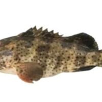 Black/Brown Dotted Grouper 石班/芝麻班 (以公斤計)