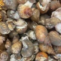 海螺 (活)  ##以kg 計算