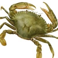 Live Crab 活青蟹 (以公斤計)
