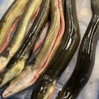 白鱔 (已劏) 約300-600g