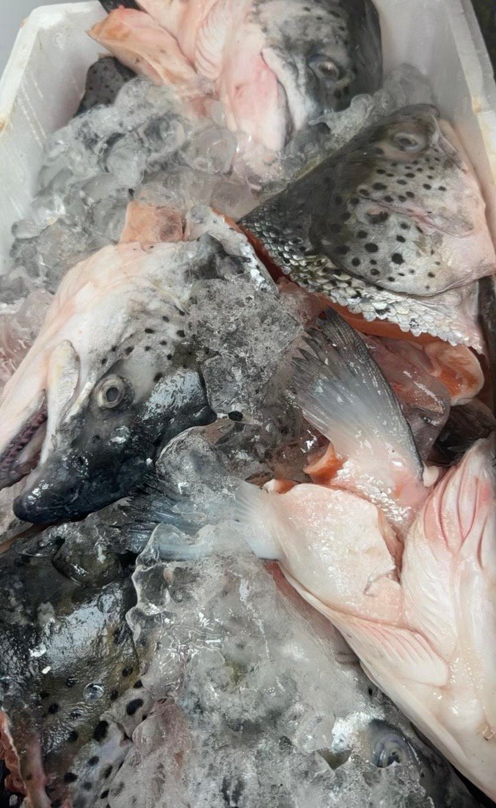 三文魚頭  (魚湯首選)