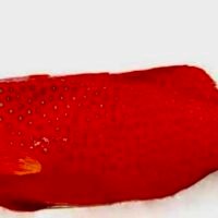 Moontail / Leopard Coral Grouper 燕子/東星班 (以實際公斤計)